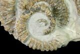 Double Aegocrioceras Ammonite - Germany #139142-1